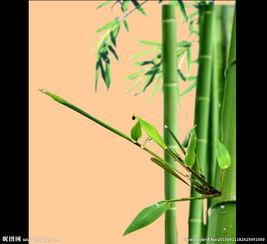 成人剥竹子的视频,传统手艺的传承与魅力展现