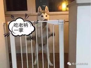 狗狗变成人形翻栅栏视频,萌态百出引网友热议