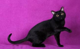 黑猫变成人类完整视频,神秘变身，探寻人类与灵猫的奇幻之旅