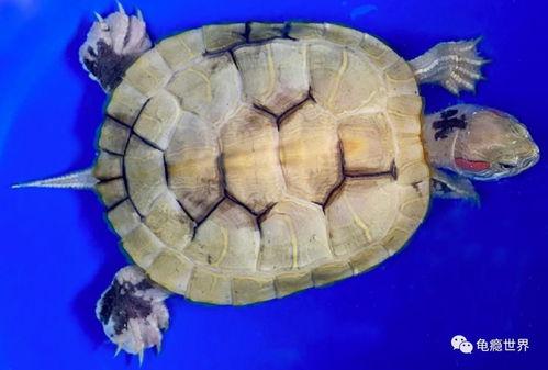 乌龟变异成人类视频播放,探索神秘变异现象背后的科学奥秘