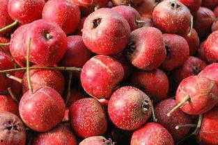 山楂视频成人,成人世界的真实写照与反思